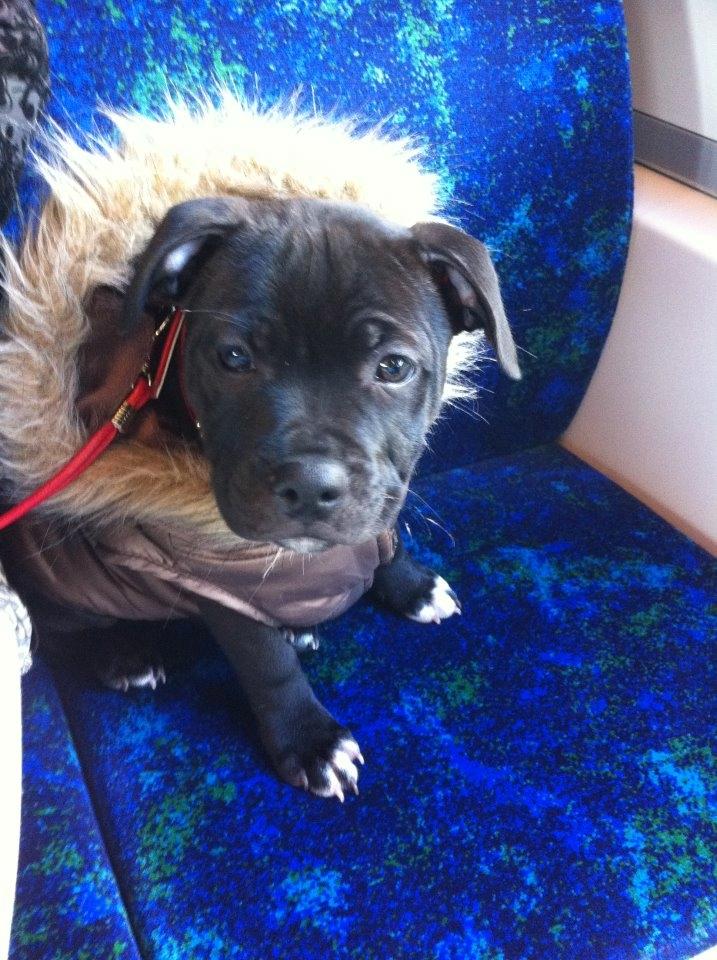 Staffordshire bull terrier Akeela billede 2