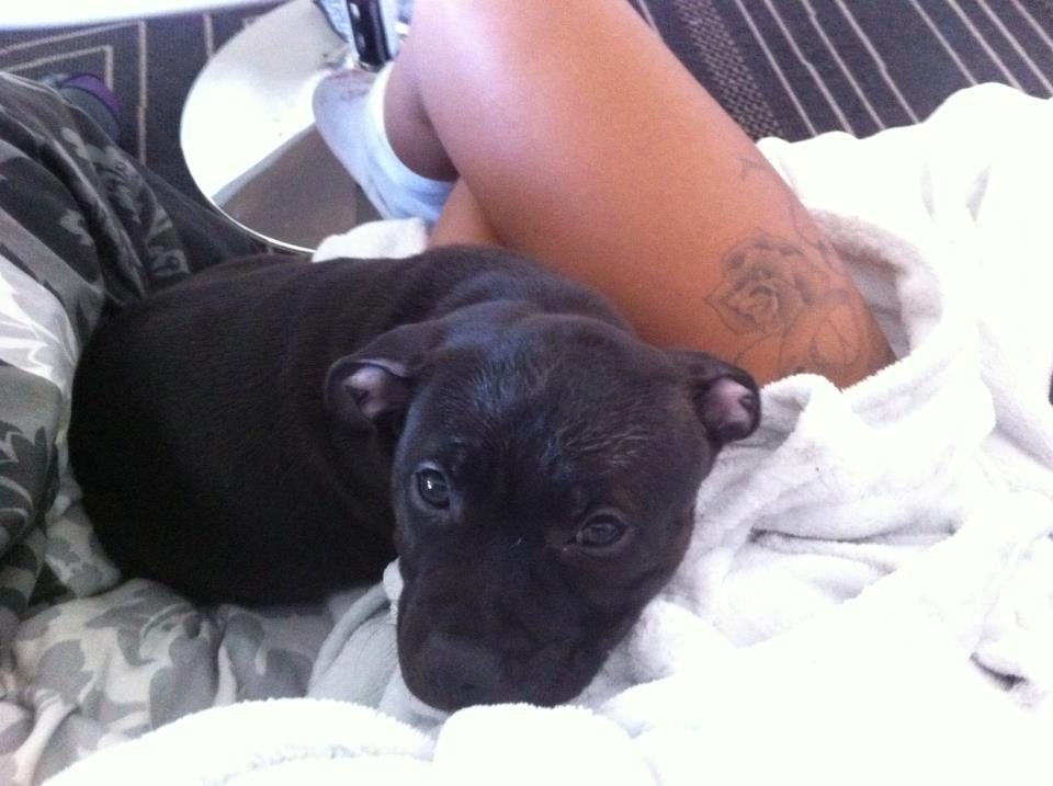 Staffordshire bull terrier Akeela billede 14