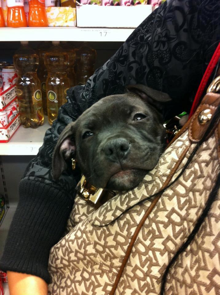 Staffordshire bull terrier Akeela billede 15