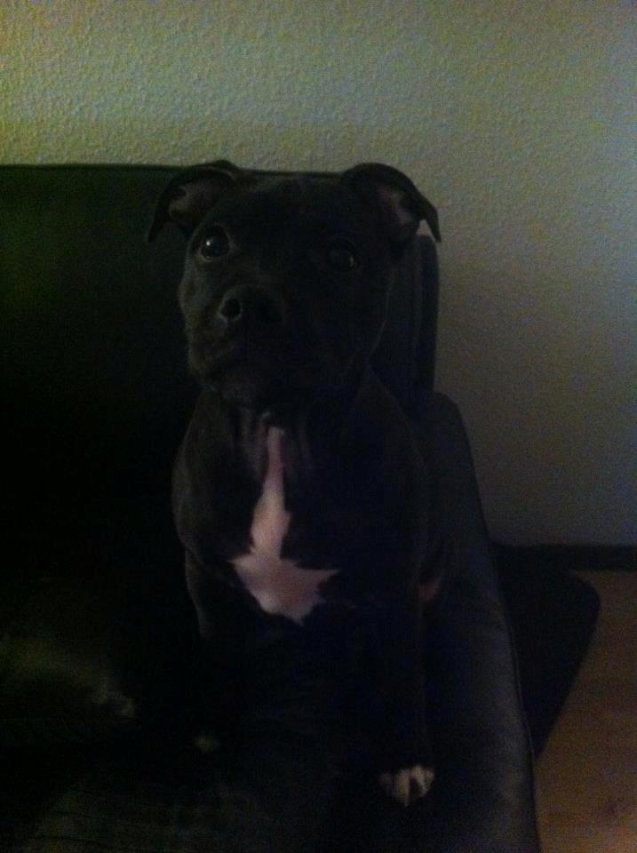 Staffordshire bull terrier Akeela billede 16