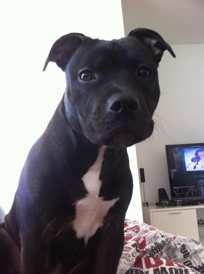 Staffordshire bull terrier Akeela billede 17