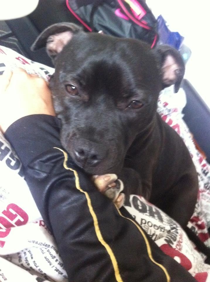 Staffordshire bull terrier Akeela billede 18