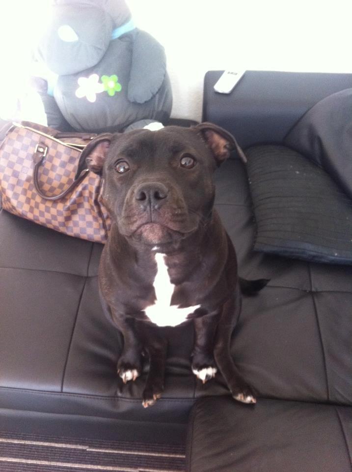 Staffordshire bull terrier Akeela billede 1