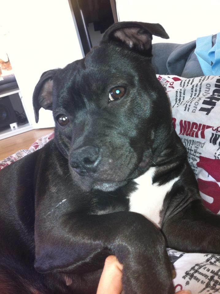 Staffordshire bull terrier Akeela billede 19