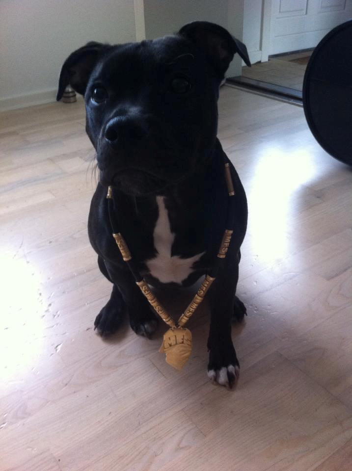 Staffordshire bull terrier Akeela billede 3