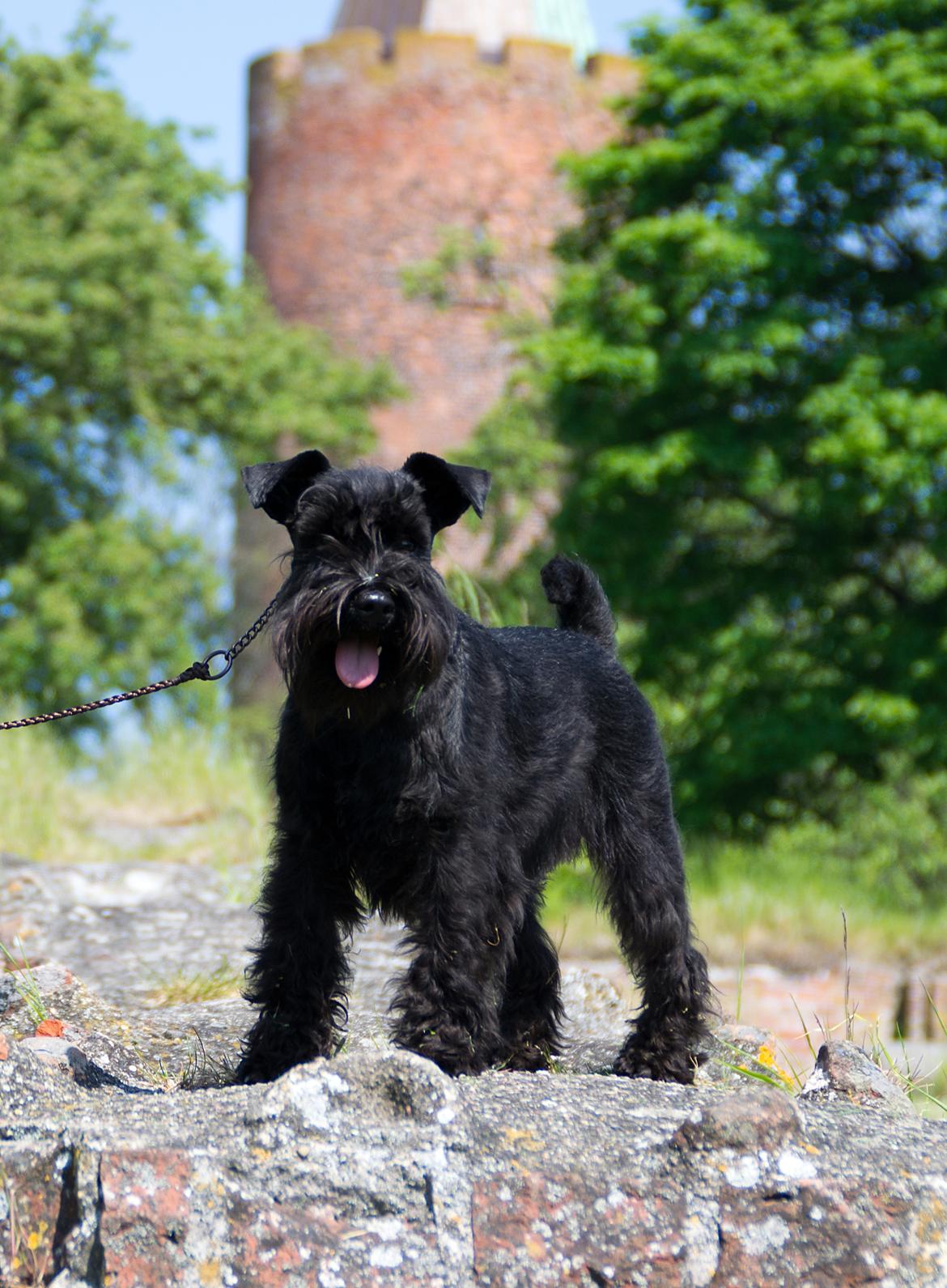 Dvaergschnauzer Sváva's Hazel - Tzefira billede 4