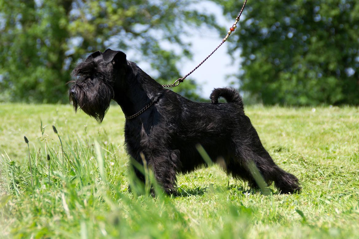 Dvaergschnauzer Sváva's Hazel - Tzefira - Tzefira 1 år. billede 1