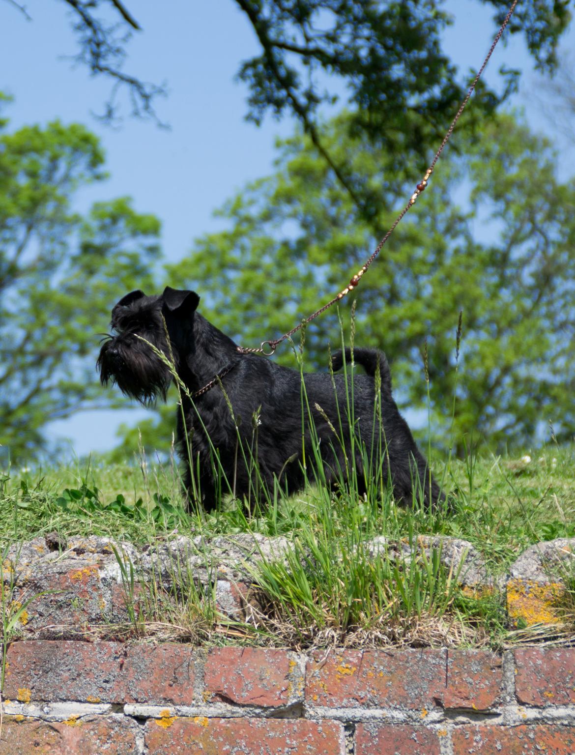 Dvaergschnauzer Sváva's Hazel - Tzefira billede 5