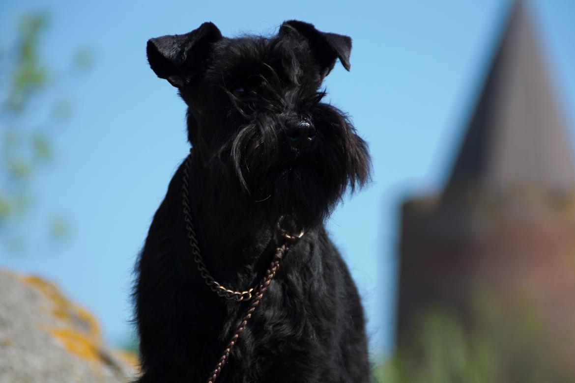 Dvaergschnauzer Sváva's Hazel - Tzefira billede 3