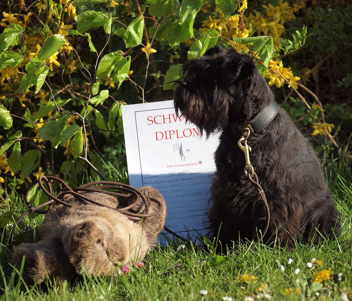 Dvaergschnauzer Sváva's Hazel - Tzefira - Tzefira bestod 400m/3t schweiss forår 2012. 11. mdr gammel billede 2