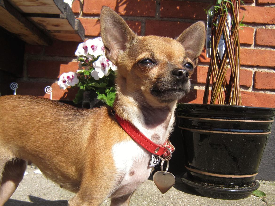 Chihuahua *~ Shika ~* R.I.P - Nyder solens stråler.. 
Maj 2012 billede 7