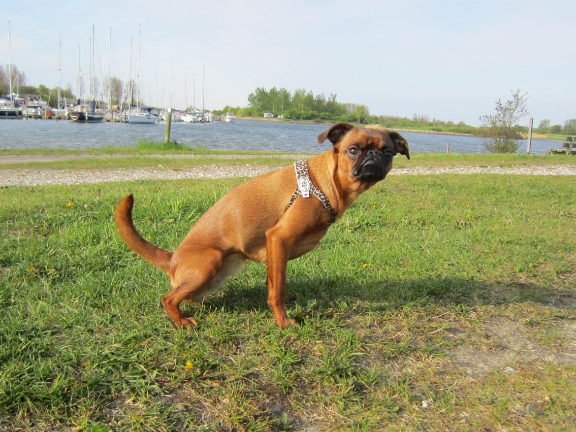 Griffon petit brabancon *~ Thea ~* R.I.P  - Hov hov du, skal jeg også tage billeder af dig mens du er på WC? Privatliv, tak!!
...   ;o) 
Maj 2012 billede 9