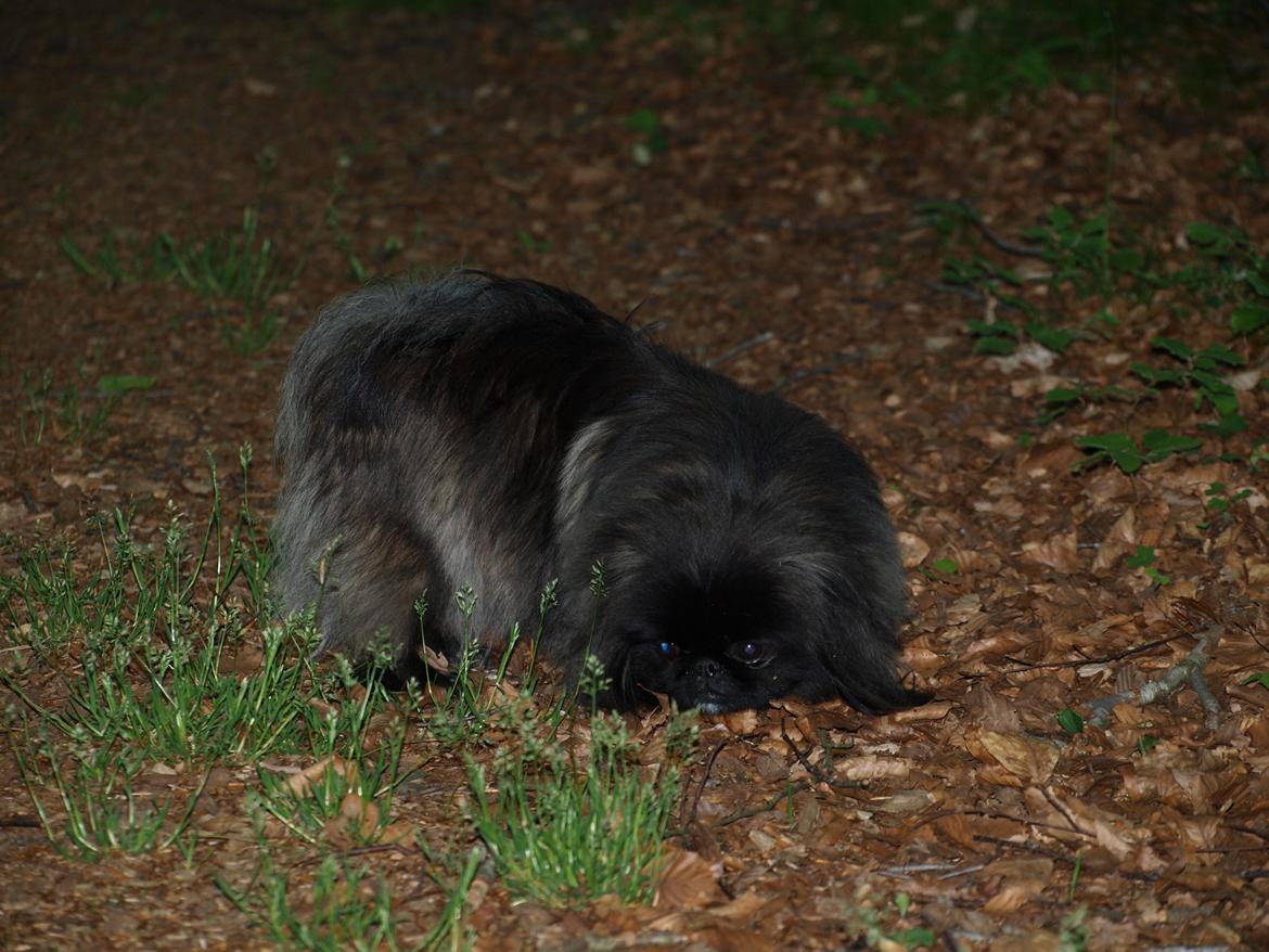 Pekingeser Cita AKA Bulldozeren billede 20