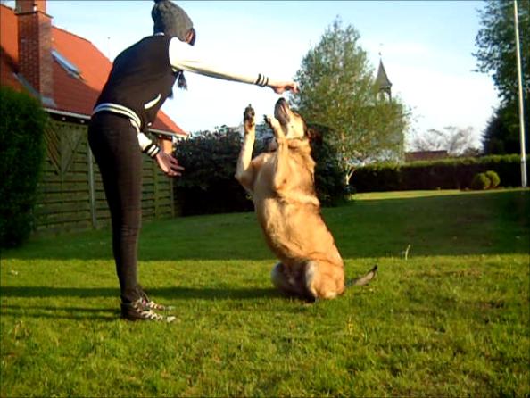 Blanding af racer | Rex *Charmetrolden* - Sid pænt Rex! :-) billede 16