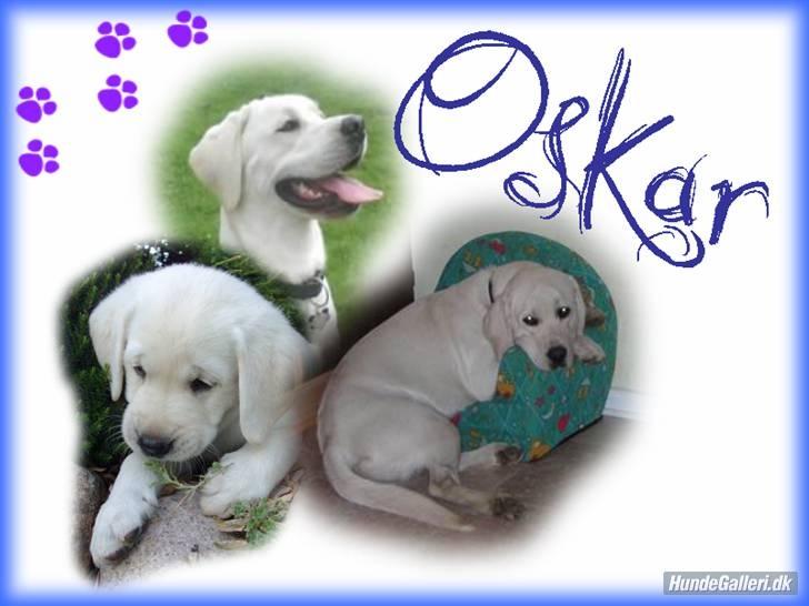 Labrador retriever oskar billede 11
