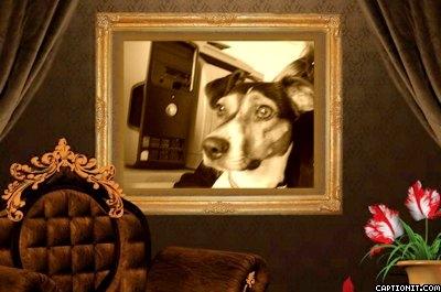 Dansk svensk gaardhund Molly billede 17