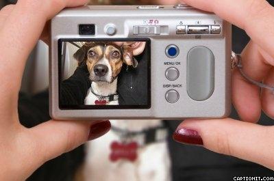 Dansk svensk gaardhund Molly billede 18