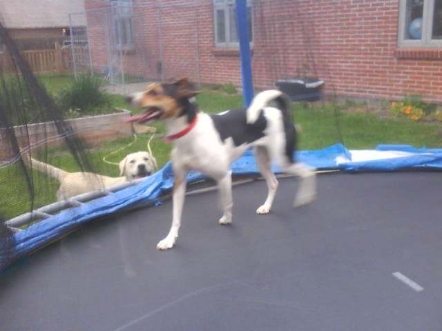 Dansk svensk gaardhund Molly billede 19