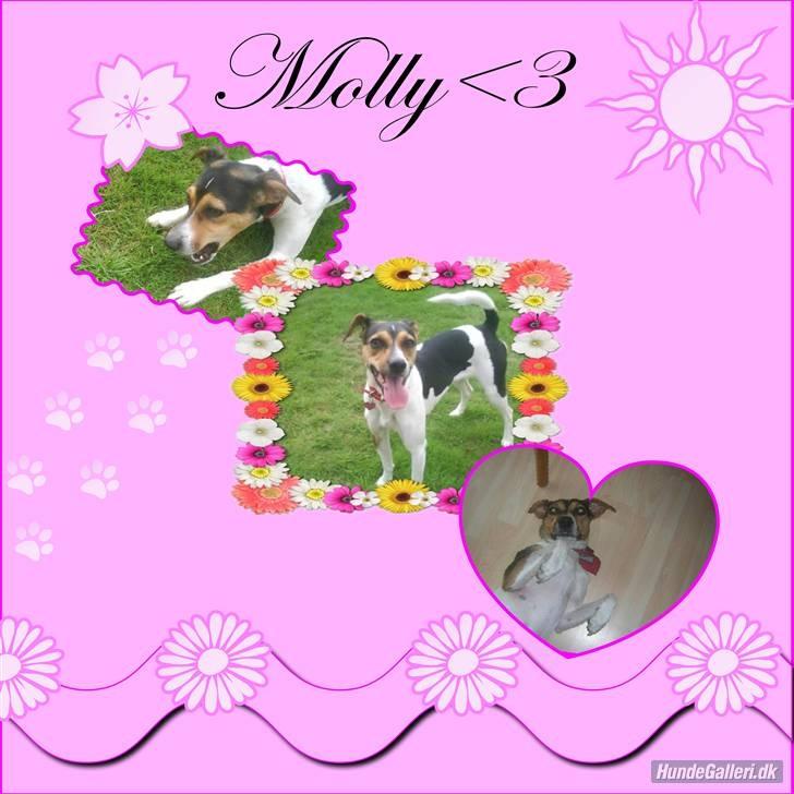 Dansk svensk gaardhund Molly billede 20