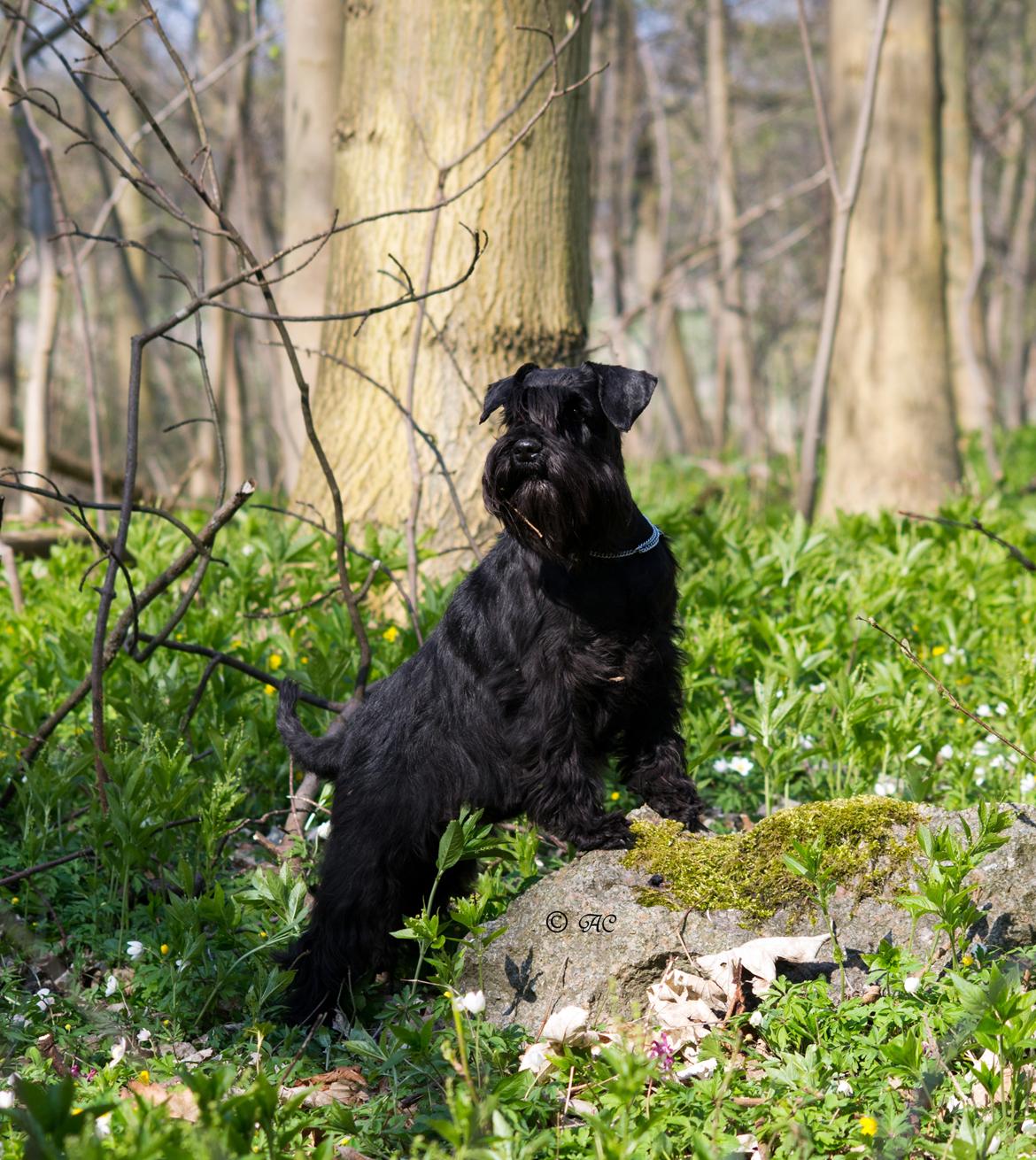 Dvaergschnauzer Sváva's Ayla - Thea - SEVCH Rally-B Sváva's Ayla (Miss Thea) blev svensk Vildtspors Champion i foråret 2012 - 8 år gammel billede 1