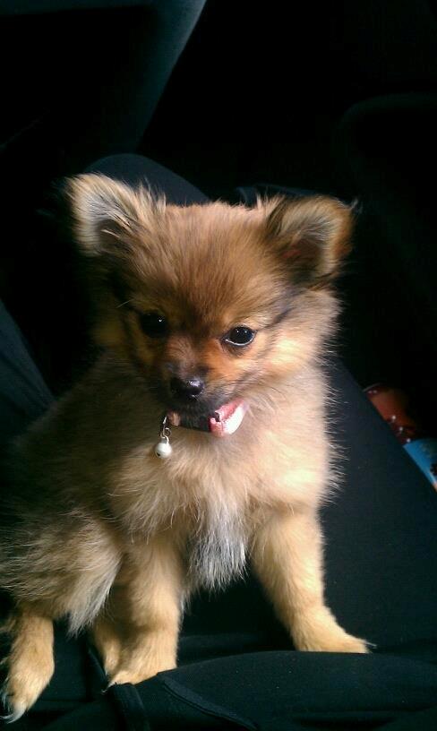 Blanding af racer Chanti - første dag med chanti <3 billede 2