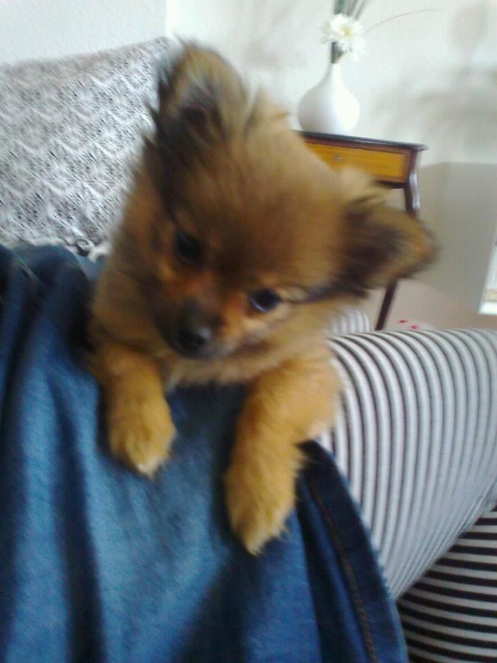 Blanding af racer Chanti - chanti hygger<3 billede 3