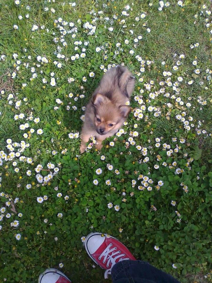 Blanding af racer Chanti - <3 billede 5