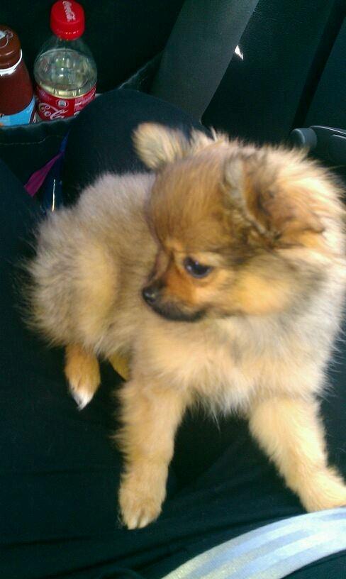 Blanding af racer Chanti - <3 billede 6