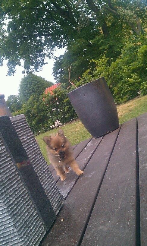 Blanding af racer Chanti - <3 billede 8