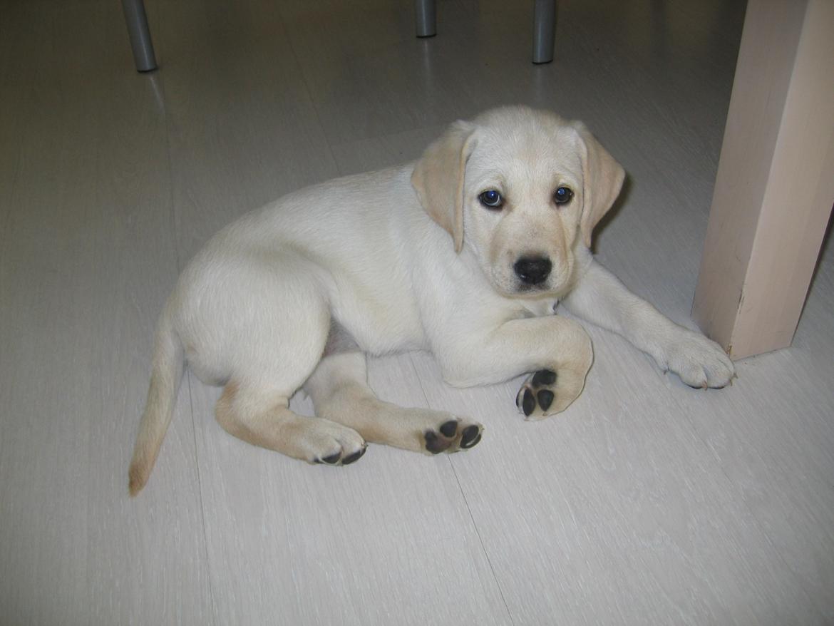 Labrador retriever Sif - Sif som hvalp, i stuen billede 4