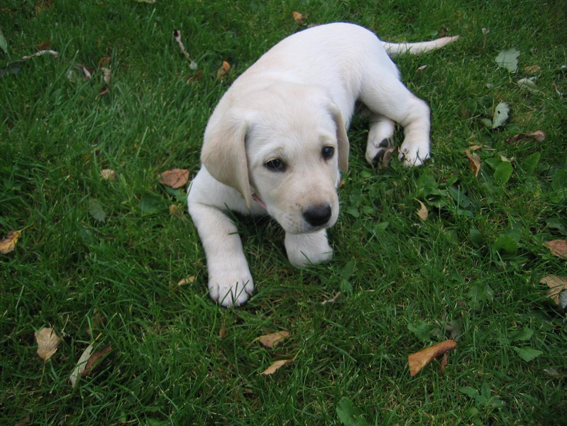 Labrador retriever Sif - Sif som hvalp i haven billede 5