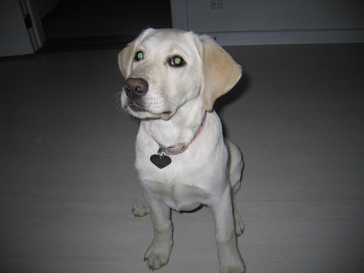Labrador retriever Sif - Sif 4 måneder billede 6