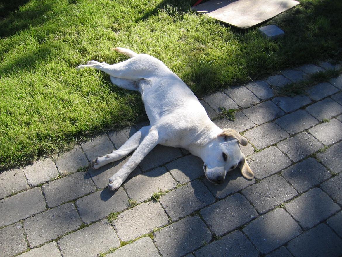 Labrador retriever Sif - Sif 1 år billede 7