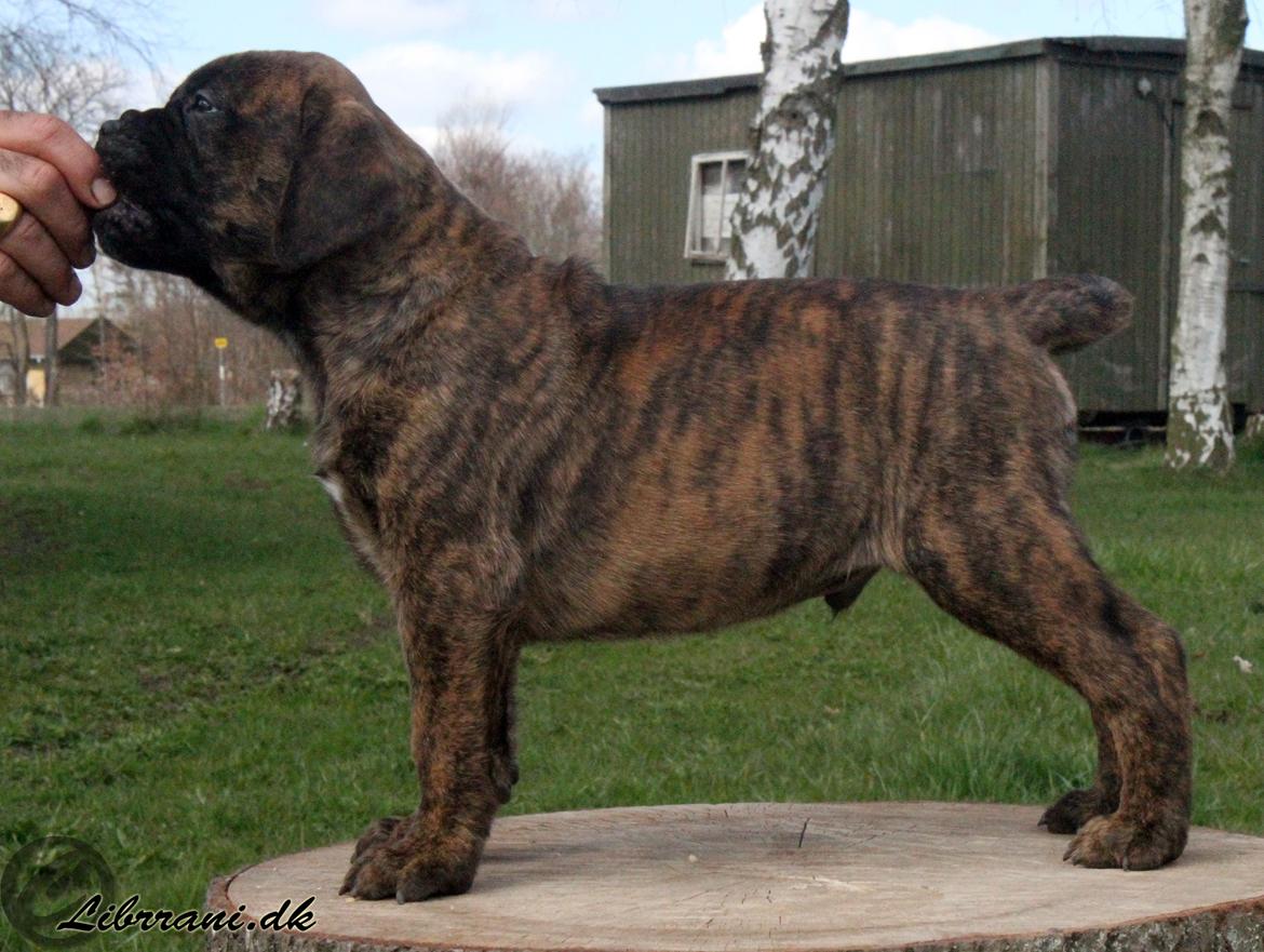 Bullmastiff Herman billede 2