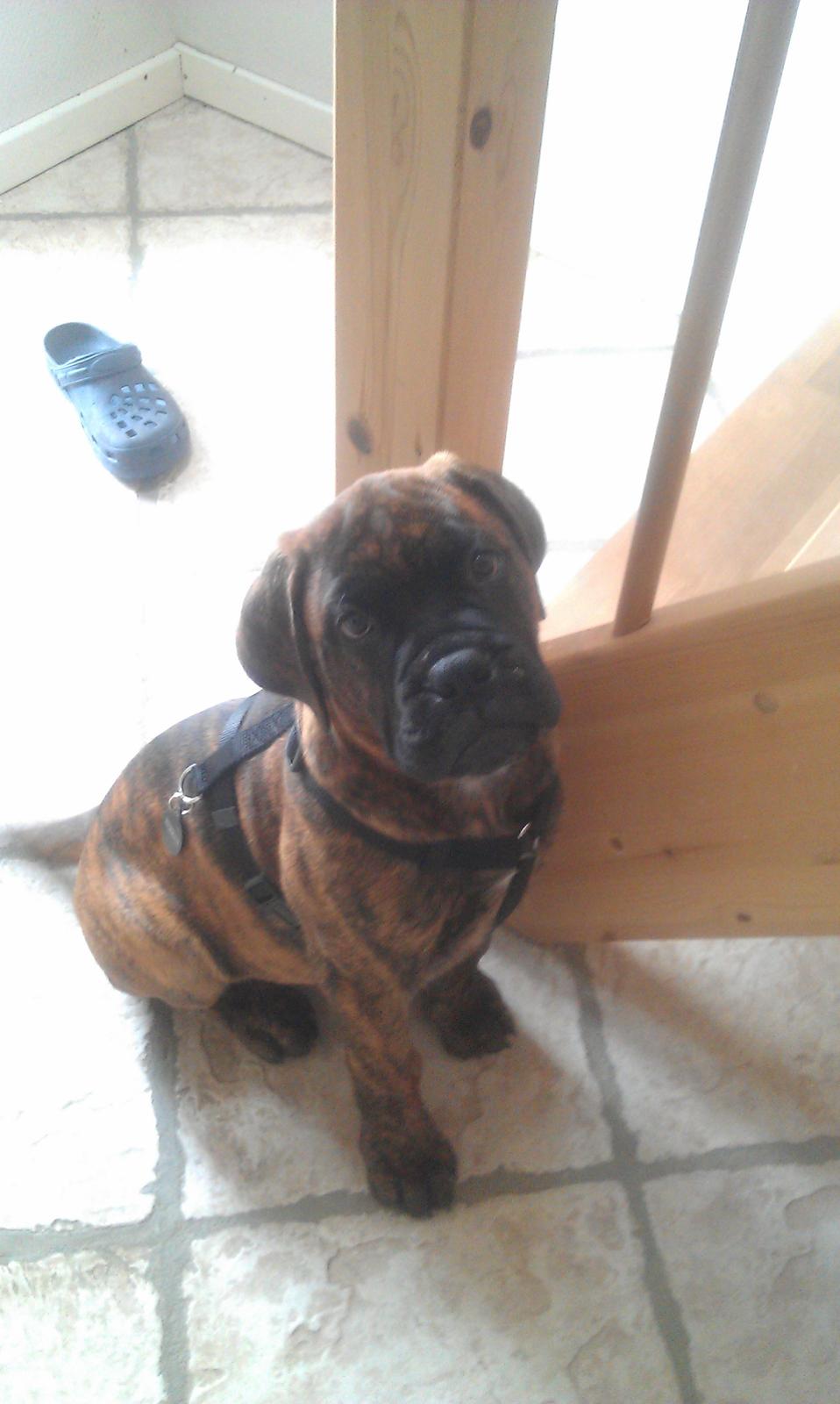 Bullmastiff Herman billede 3
