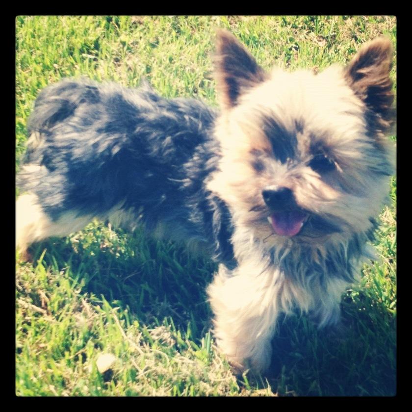 Yorkshire terrier Figini's Buster  billede 13