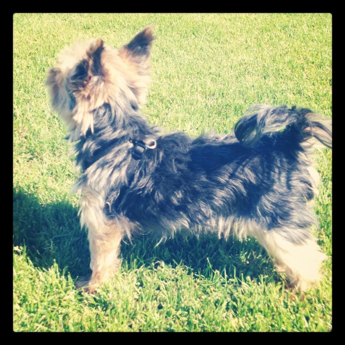 Yorkshire terrier Figini's Buster  billede 14