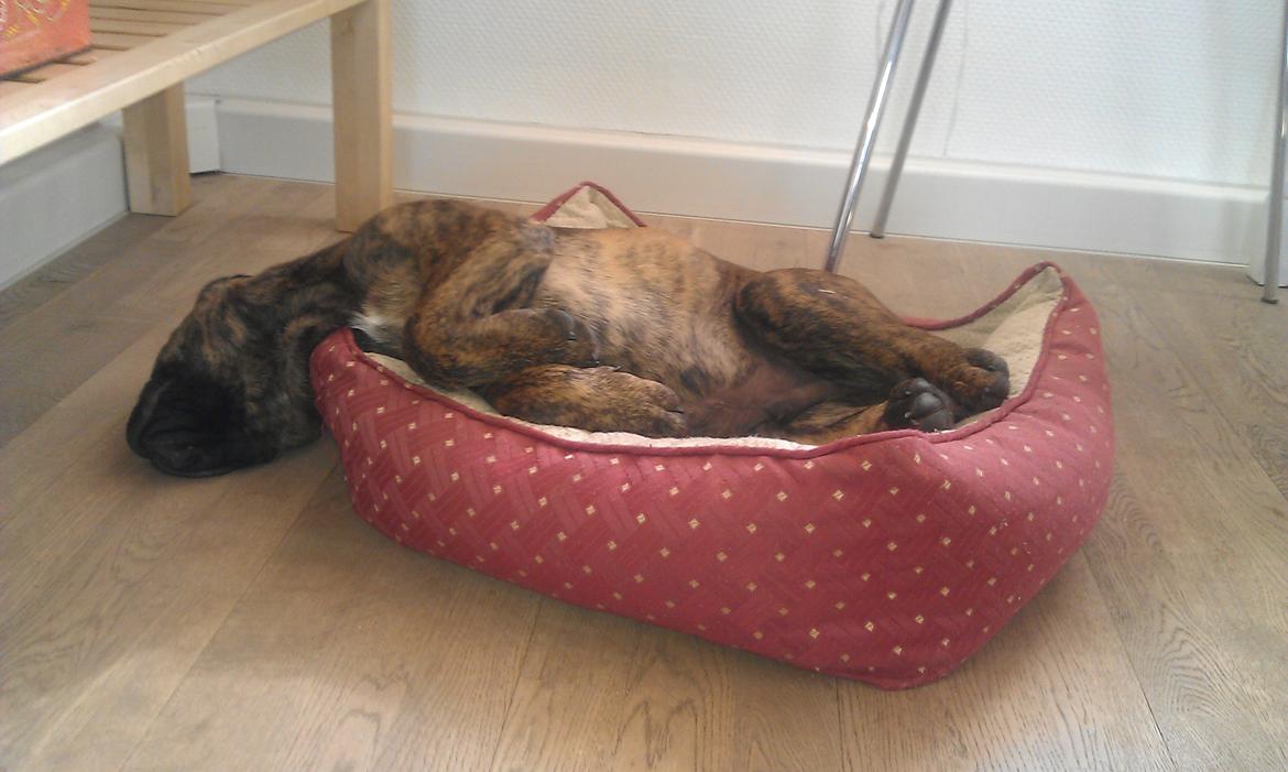 Bullmastiff Herman billede 4