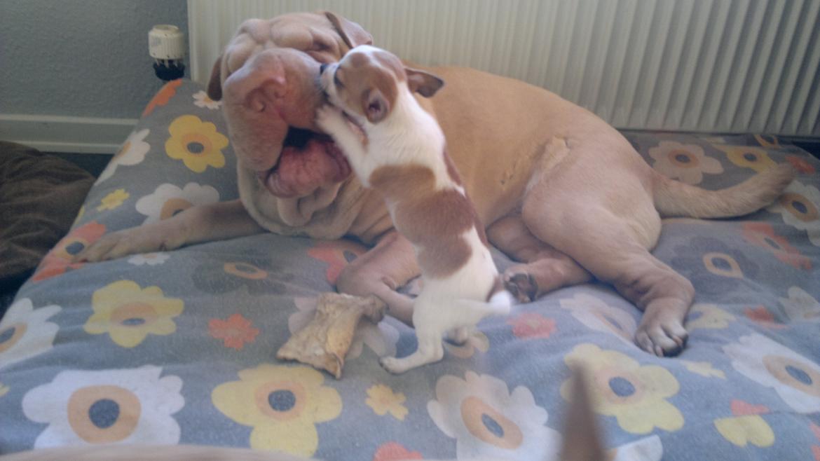 Shar pei Jamaika von Isabella moon billede 10