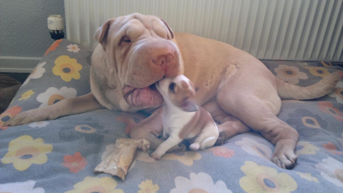 Shar pei Jamaika von Isabella moon billede 11