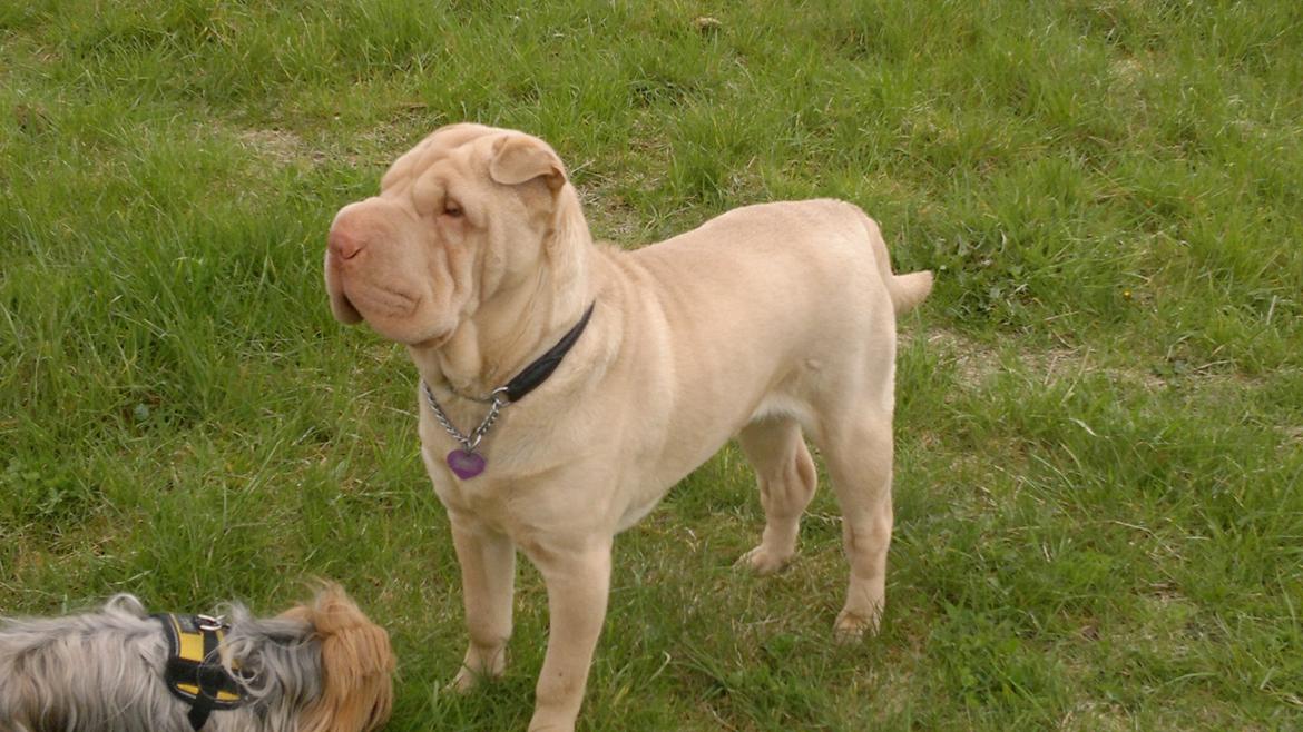 Shar pei Jamaika von Isabella moon billede 12