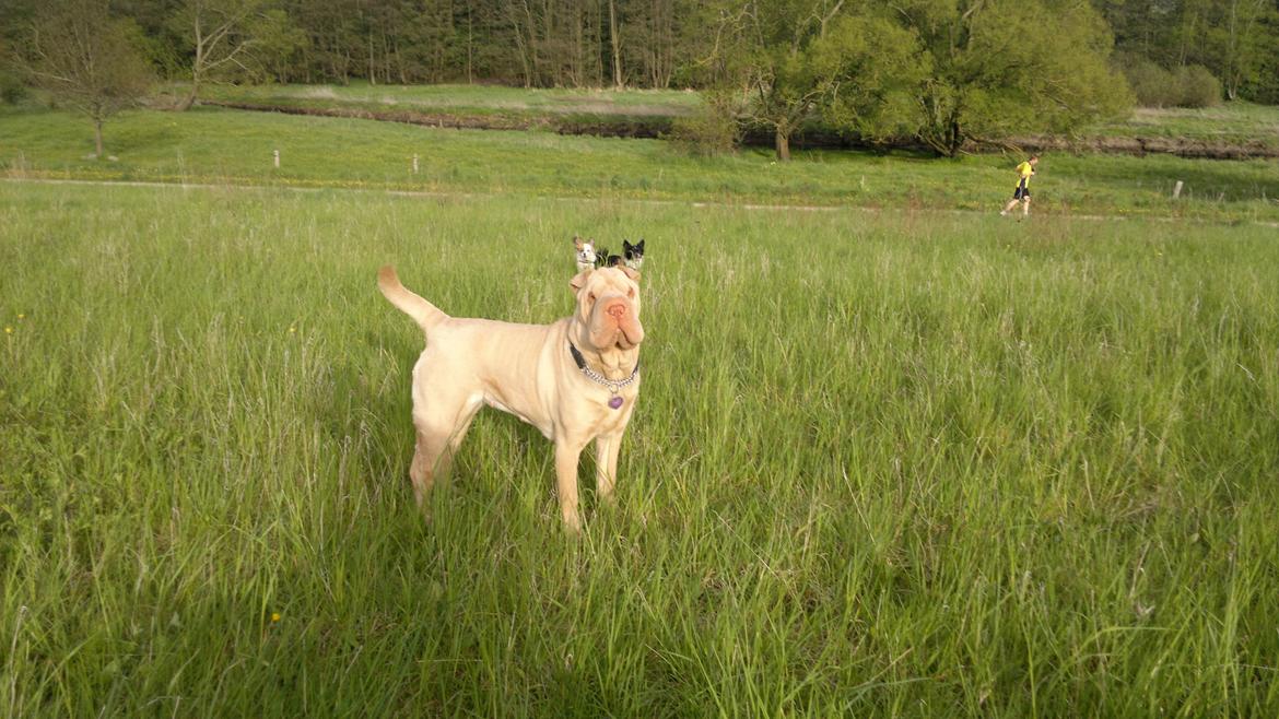 Shar pei Jamaika von Isabella moon billede 13