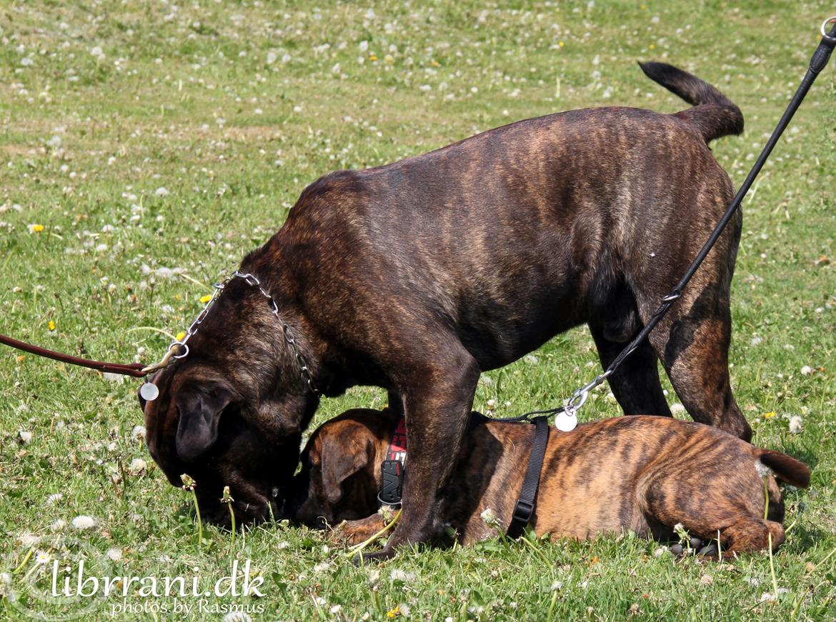 Bullmastiff Herman billede 5