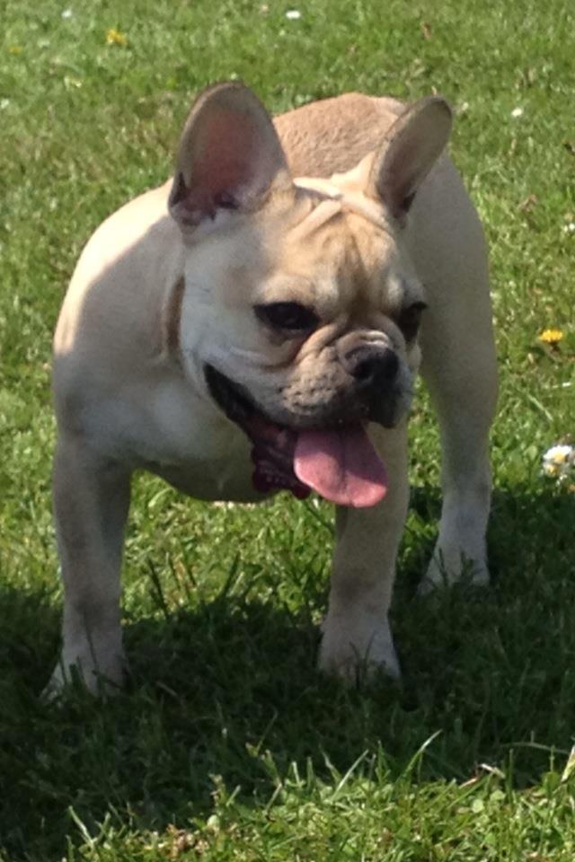 Fransk bulldog Foxi billede 6