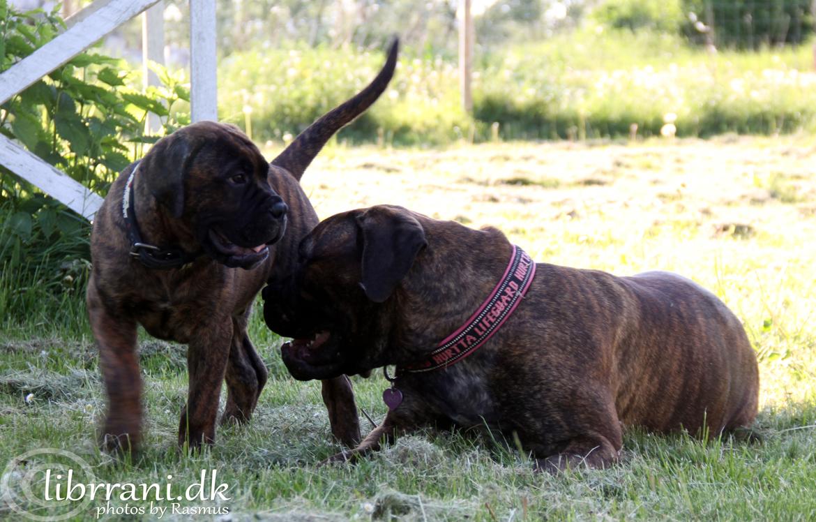 Bullmastiff Herman billede 6