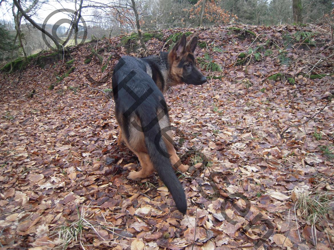 Schæferhund Louie - Louie 5 mdr.. billede 4