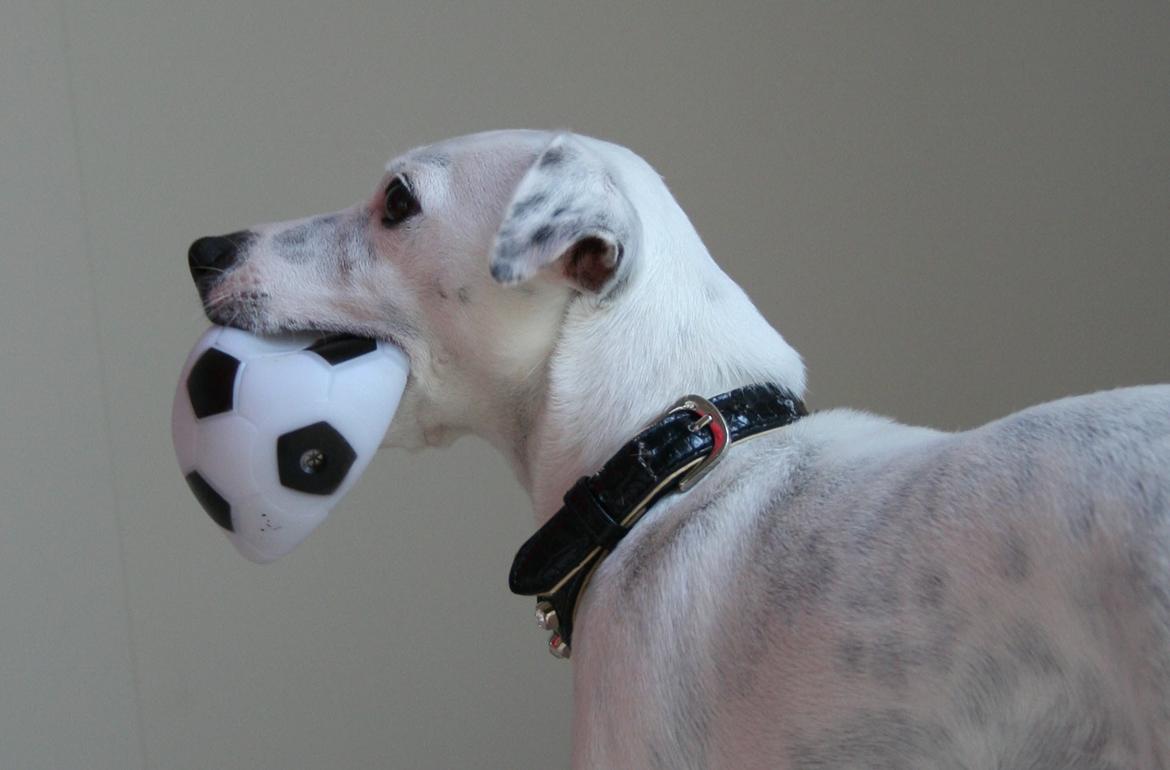 Jack russell terrier Viola billede 1