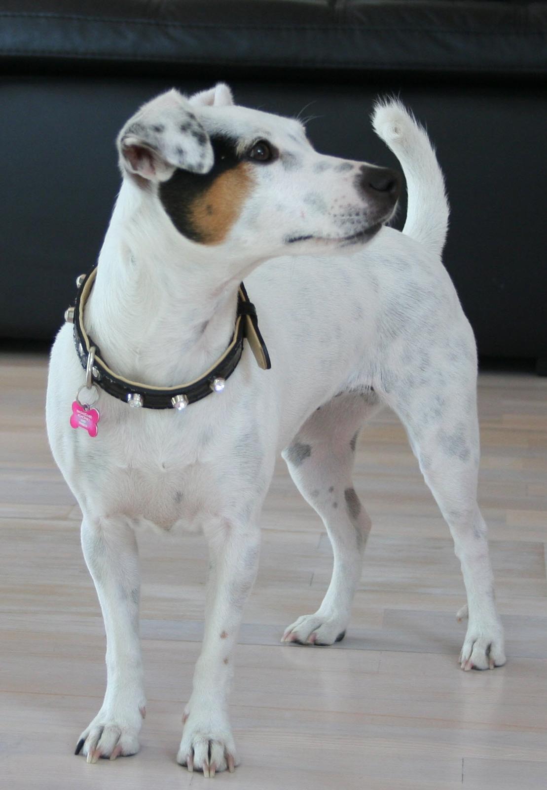 Jack russell terrier Viola billede 20