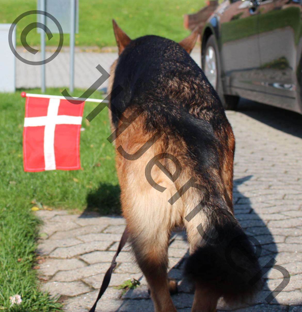 Schæferhund Louie - Louie 1 år.. billede 8