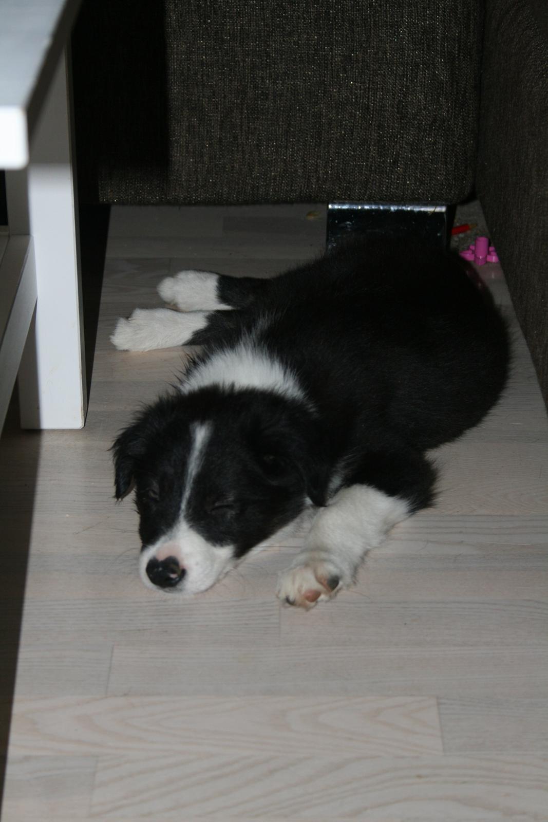 Border collie Noddy - Det er hårdt at være en hvalp... billede 1